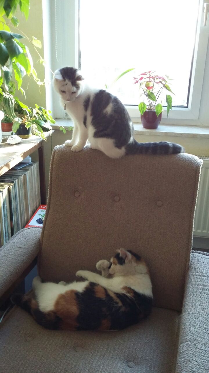 Everyday life in our cat&nbsp;house