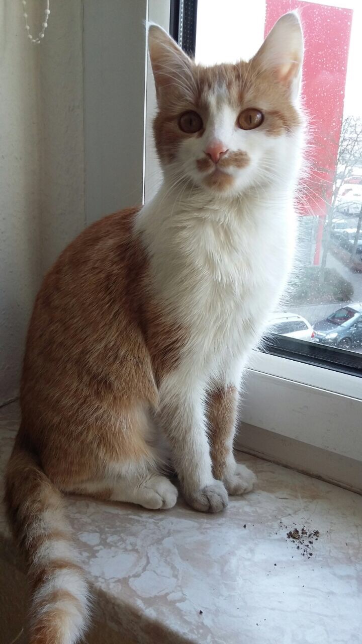 Lara in der&nbsp;Falle