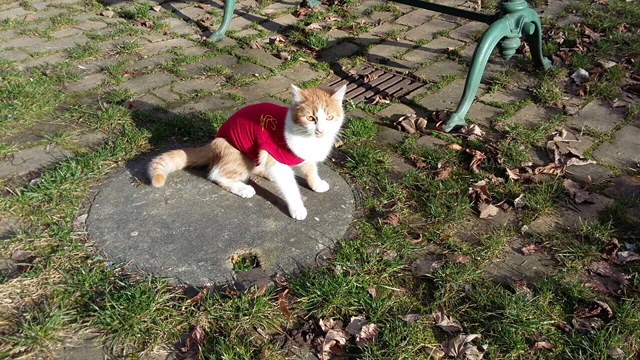 1 Kastration Lara wieder fit