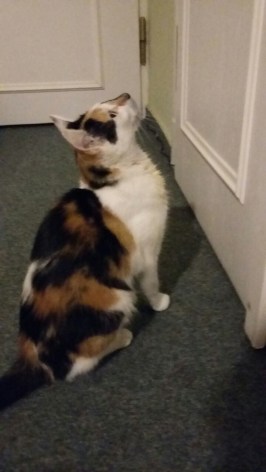 1 Kastration Lola Silberspray