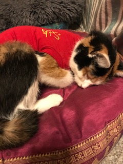 1 Kastration Luna mit Body