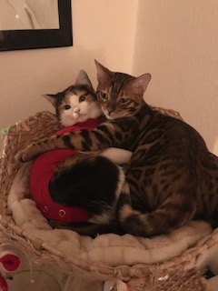 Wie war das mit der Kastration&nbsp;?