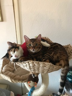 1 Kastration Tiumur und Luna 1