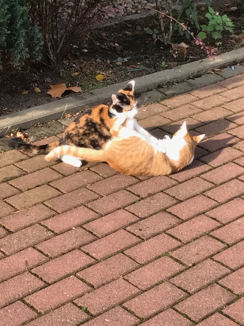 1 Lara spielt mit Luna Katzenhasu Blog.JPG