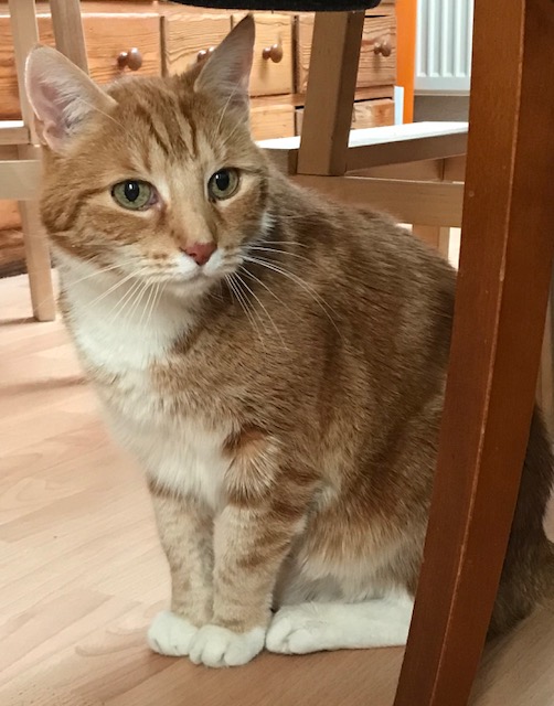 Tigger and the&nbsp;snails