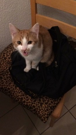 1Lara diskutiert Katzenhaus Blog