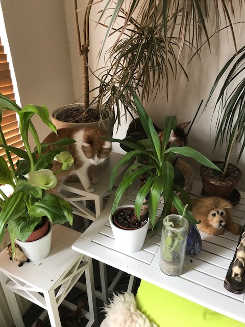 Ein Wintertag im Frühling: So ein&nbsp;Katzenwetter!