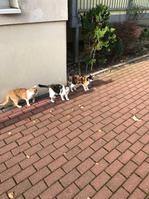 Lara widerfrei Katzenhais Blog