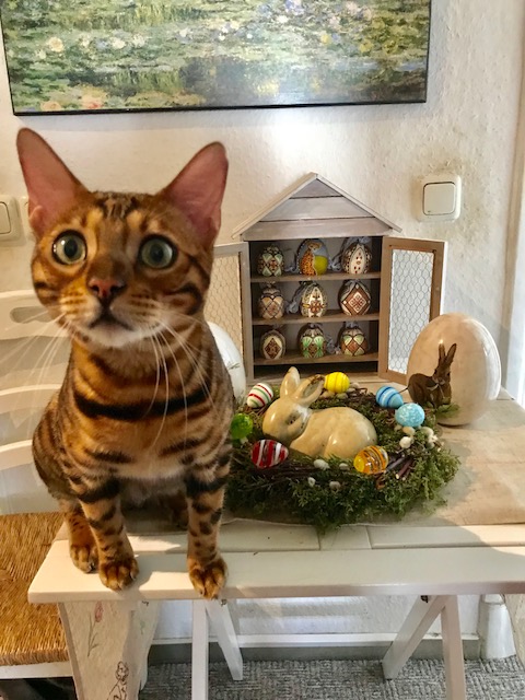 Osterkatzen