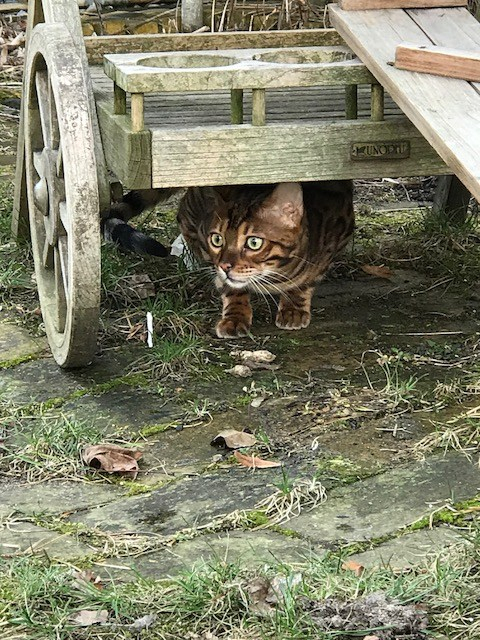 Timur Bengal Kater Bengalkatze 1