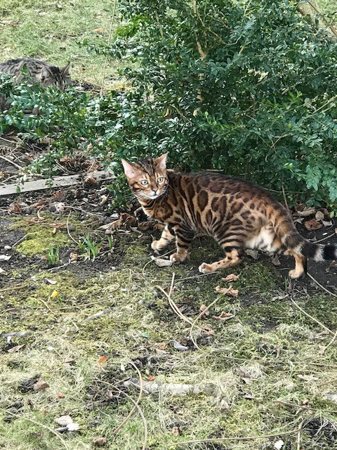 Timur Bengal Kater Bengalkatze 11