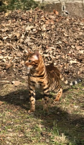 Timur Bengal Kater Bengalkatze 12
