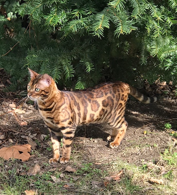 Timur Bengal Kater Bengalkatze 17