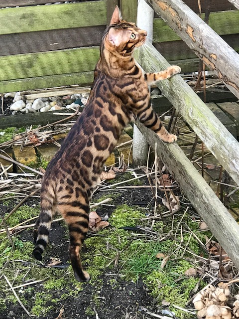 Timur schnuppert Frühlingsluft: Ein Bengalkater entdeckt die&nbsp;Welt