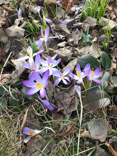 Timur Bengal Kater Bengalkatze 5