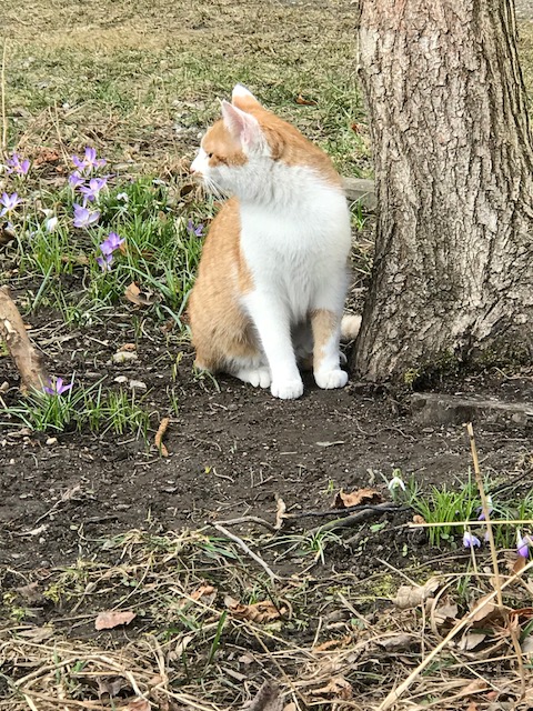 Timur Bengal Kater Bengalkatze Lara 14