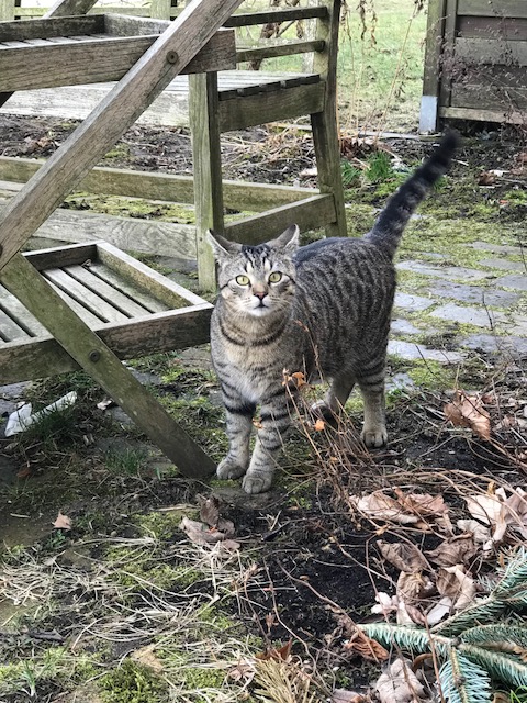 Timur Bengal Kater Bengalkatze Willi 8