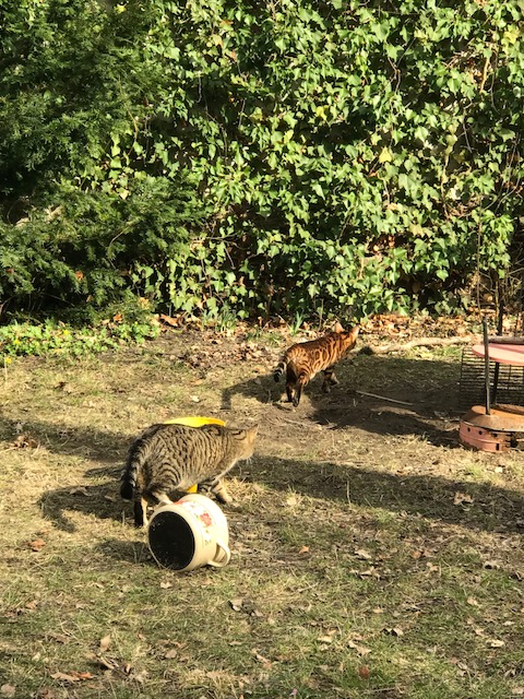 Timur Bengal Kater Bengalkatze Willi und Timur 15