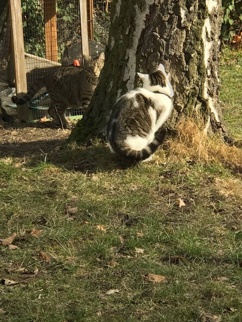 Timur Bengal Kater Bengalkatze Willi und Tobi 10