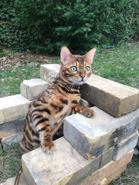 Ein Kater an der Leine: Timurs erste Abenteuer mit dem&nbsp;Katzengeschirr