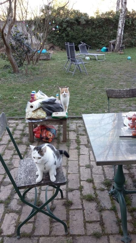 Timur Katzengeschirr5