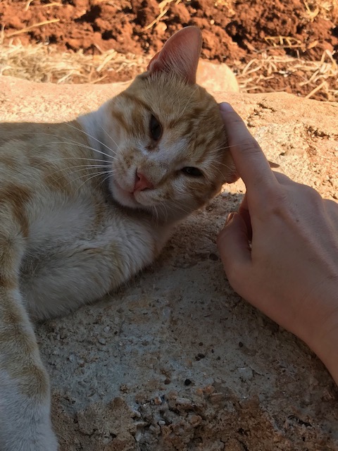 Die Katzen von Aitaroun – unsere Katzenfamilie im&nbsp;Libanon