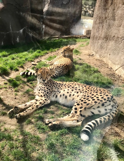 Zoo Leipzig südafrikanische Geparden