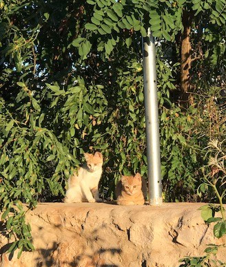 Katzenglück im Libanon