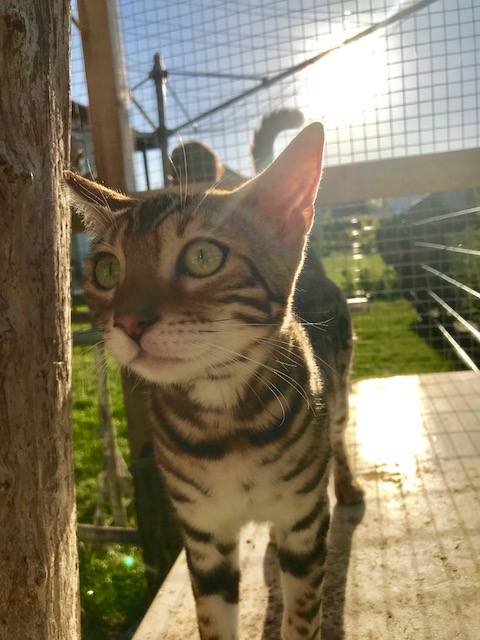 Bengalkatzen7