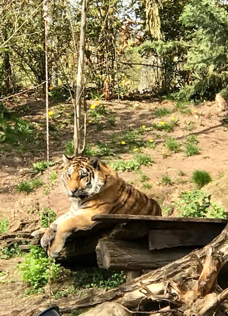 Leipzigs großartige Großkatzen: Sonnenbaden im Zoo
