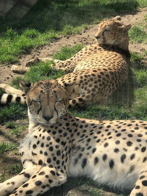 Zoo leipzig südafrikanische geparden 2