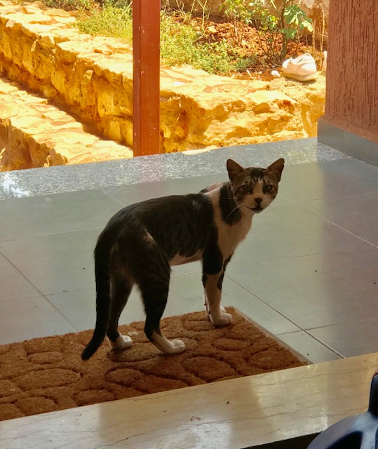 Libanon Katzen 15