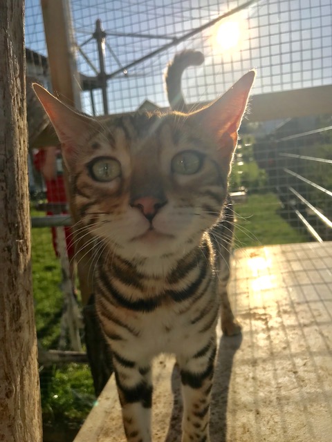 Bengalkatzen6