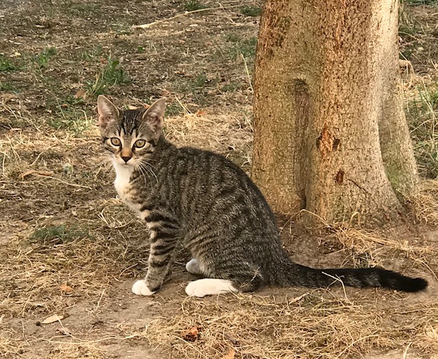 Heinz – kleiner Kater ohne Furcht und&nbsp;Tadel