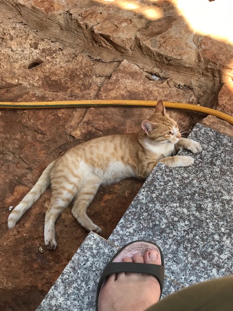 1 KatzenAitaroun2IMG_9988