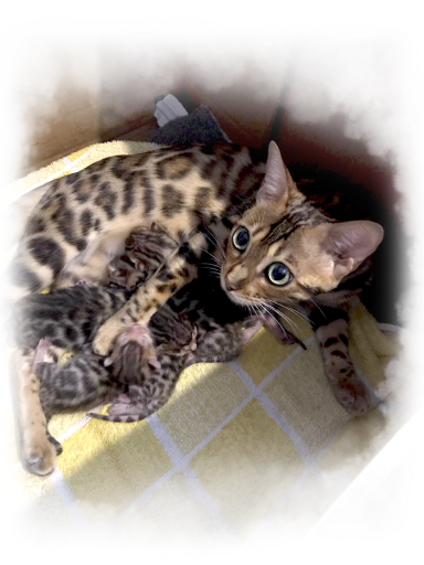 1 Katzenglück 16 2