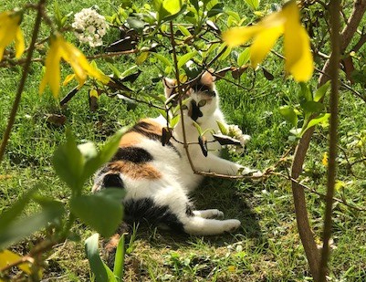 Cat Watching – Katzenspaß im&nbsp;Hof