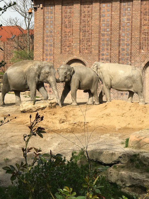 Zoo Leipzig Elafanten 1