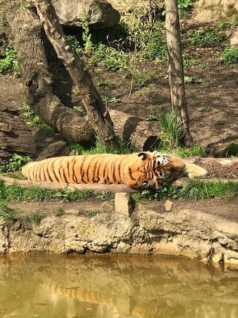 Zoo Leipzig Tiger Bella